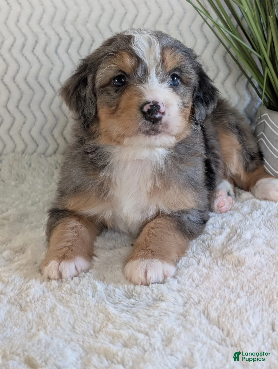 Mini Bernedoodle dogs for sale: Mini Niko  - Ad 6