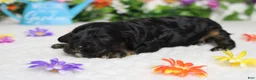 Cockapoo dogs for sale: Ripple  - Ad 7