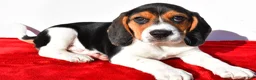 Beagle dogs for sale: Marvin - Ad 8