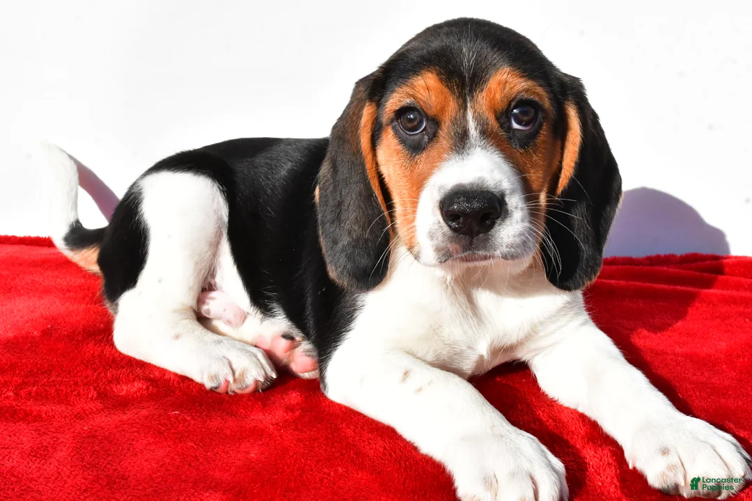 Beagle dogs for sale: Marvin - Ad 8