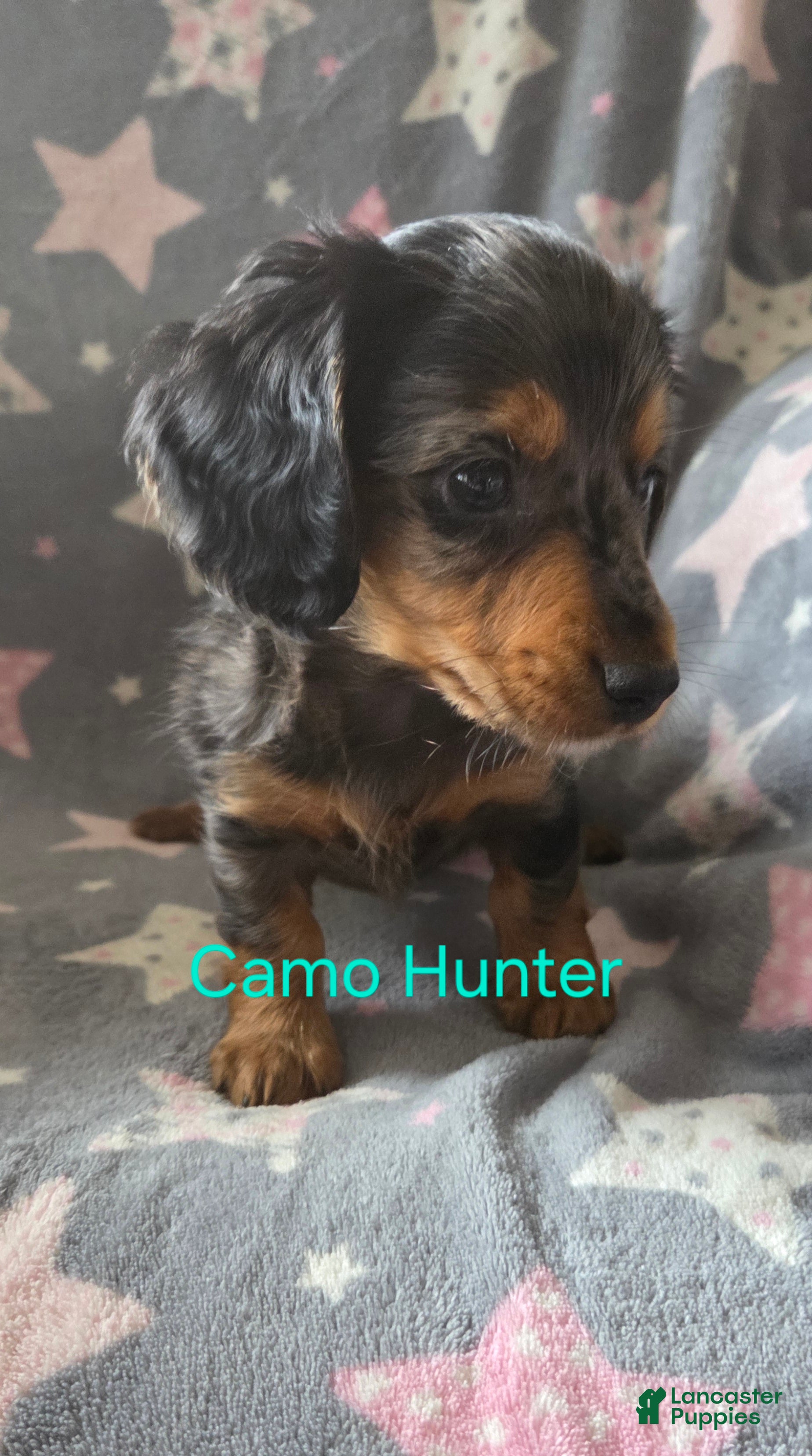 Miniature Dachshund dogs Hunter - Ad 11