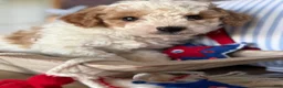Cavapoochon dogs for sale: Cavapoochon 1 - Ad 9