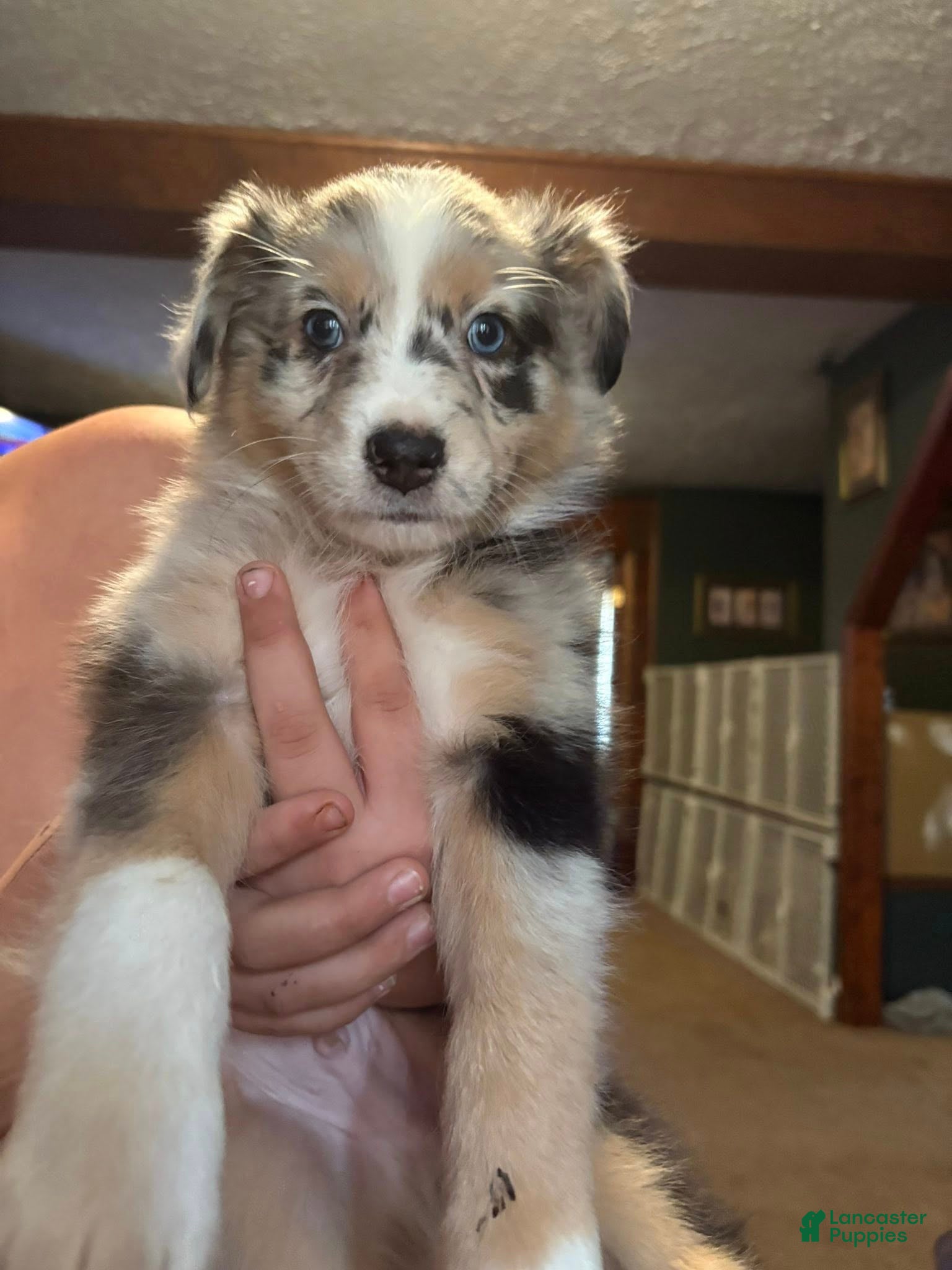 Australian Shepherd dogs Turbo.  - Ad 18