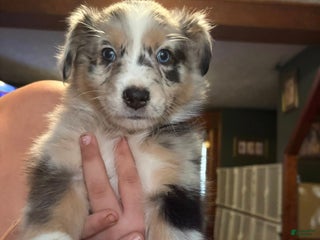 Australian Shepherd dogs Turbo. - Ad 10