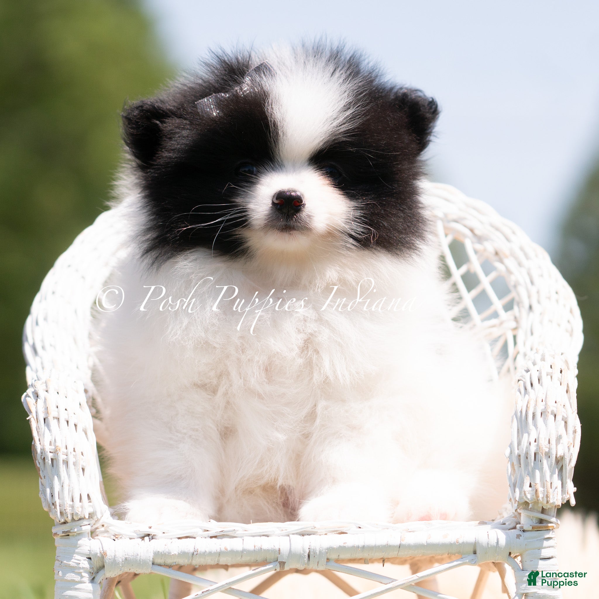 Pomeranian dogs Emmett - Ad 2