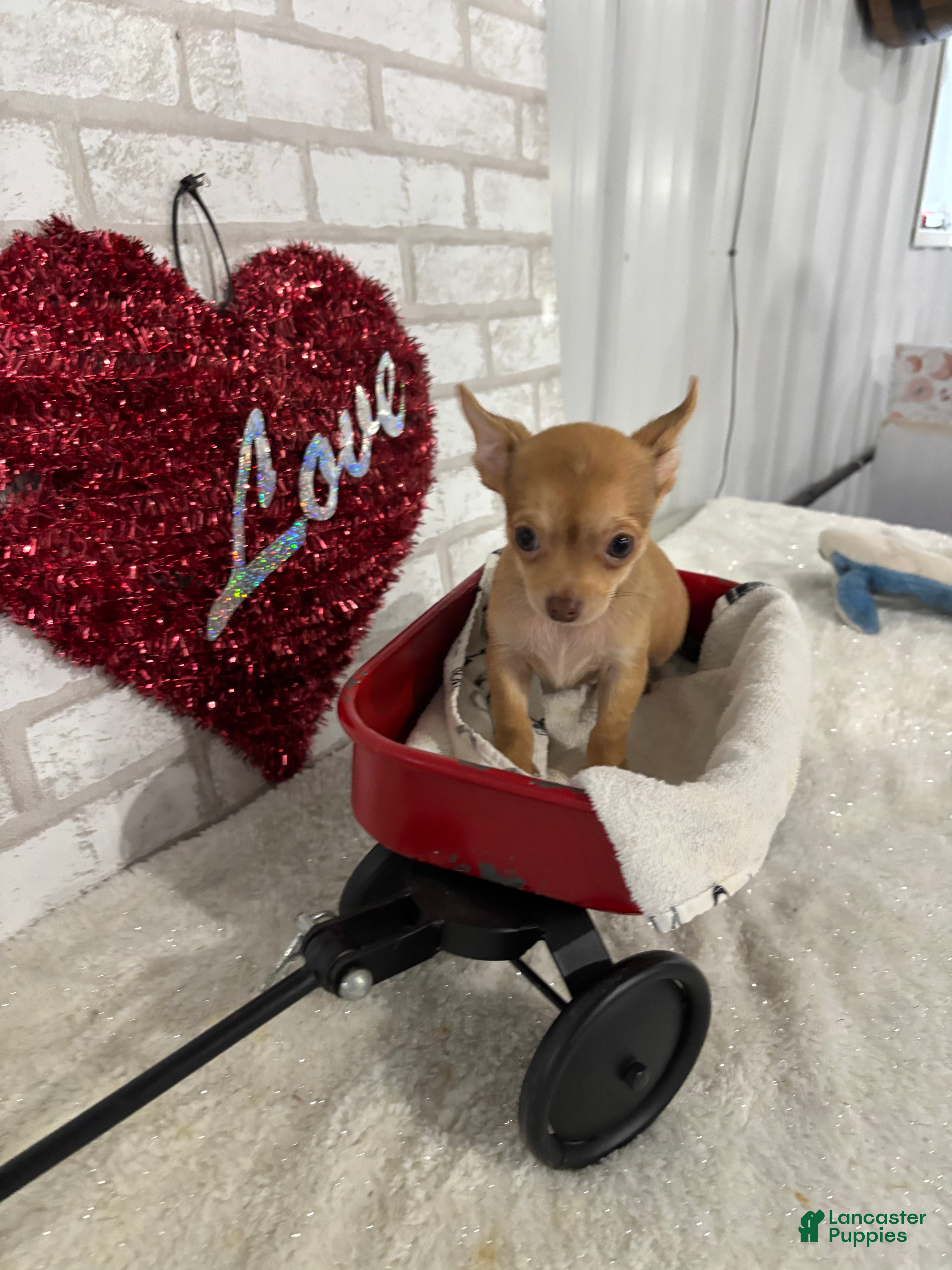 Chihuahua dogs Sparky - Ad 2