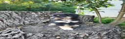 Mixed Breed dogs for sale: Sadie - Ad 2