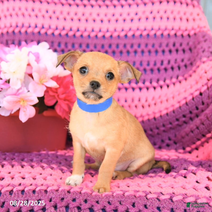 Lab Mix Chihuahua Hybrids Yellow Lab Chihuahua Mix Chihuahua Mix