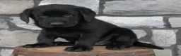 Labrador Retriever dogs for sale: Peanut Labrador Retriever  - Ad 12