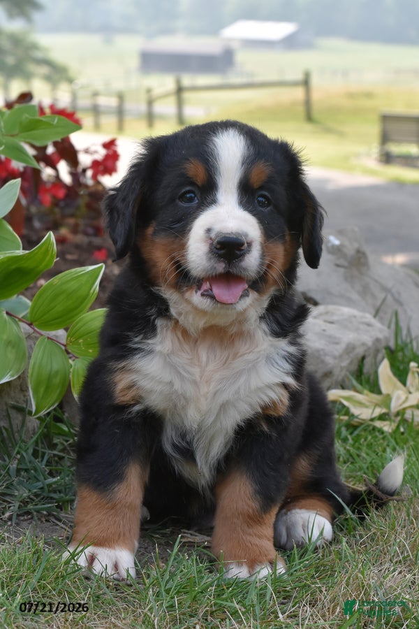 Bernese Mountain Dog dogs E Man - Ad 1
