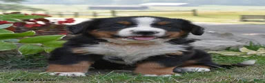 E Man
