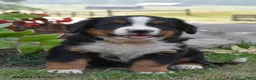 Bernese Mountain Dog dogs for sale: E Man - Ad 1