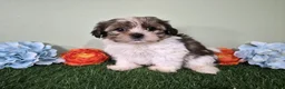 Shorkie dogs for sale: Cash - Ad 5