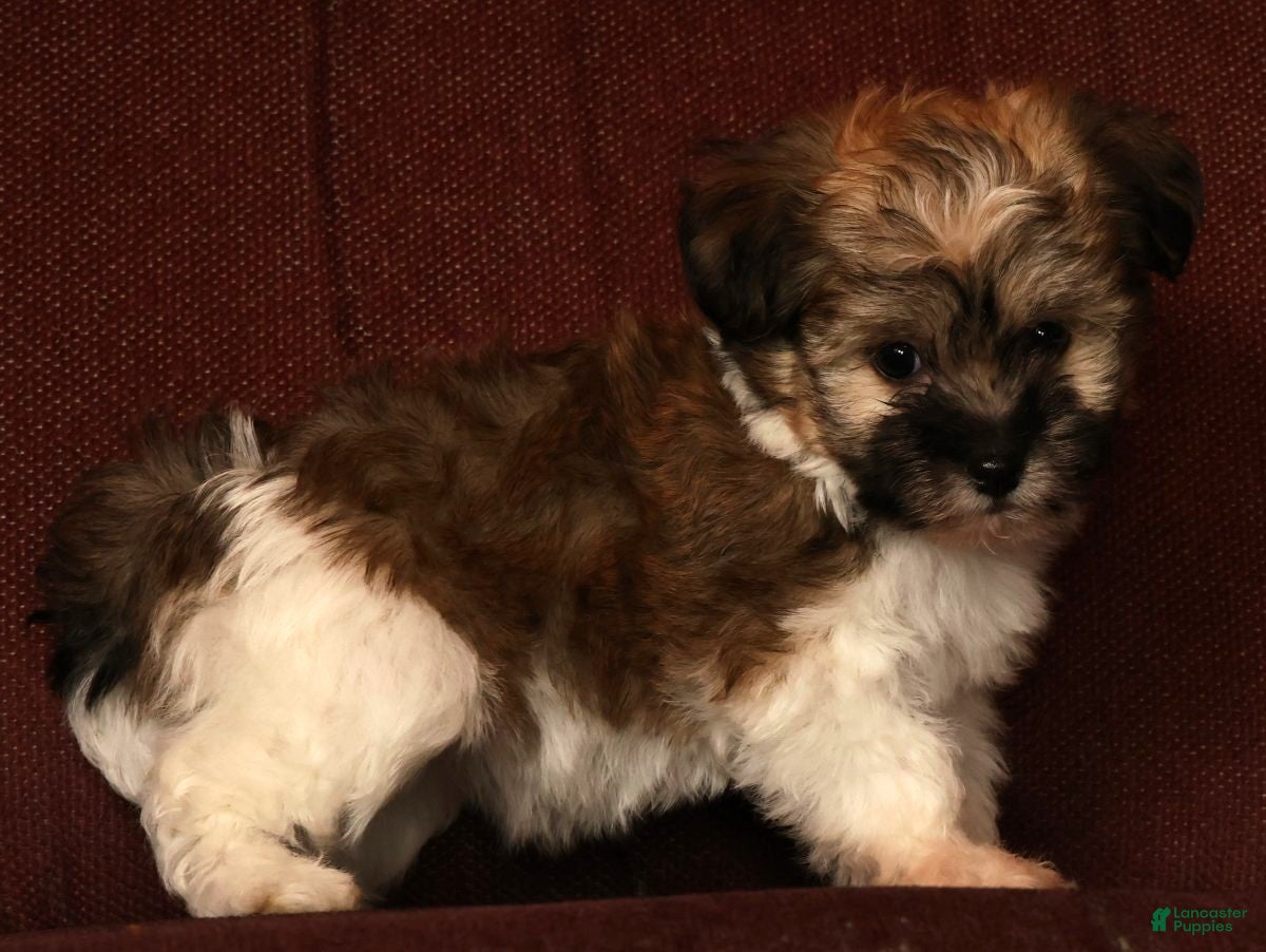 Havanese dogs for sale: Mocha - Ad 8