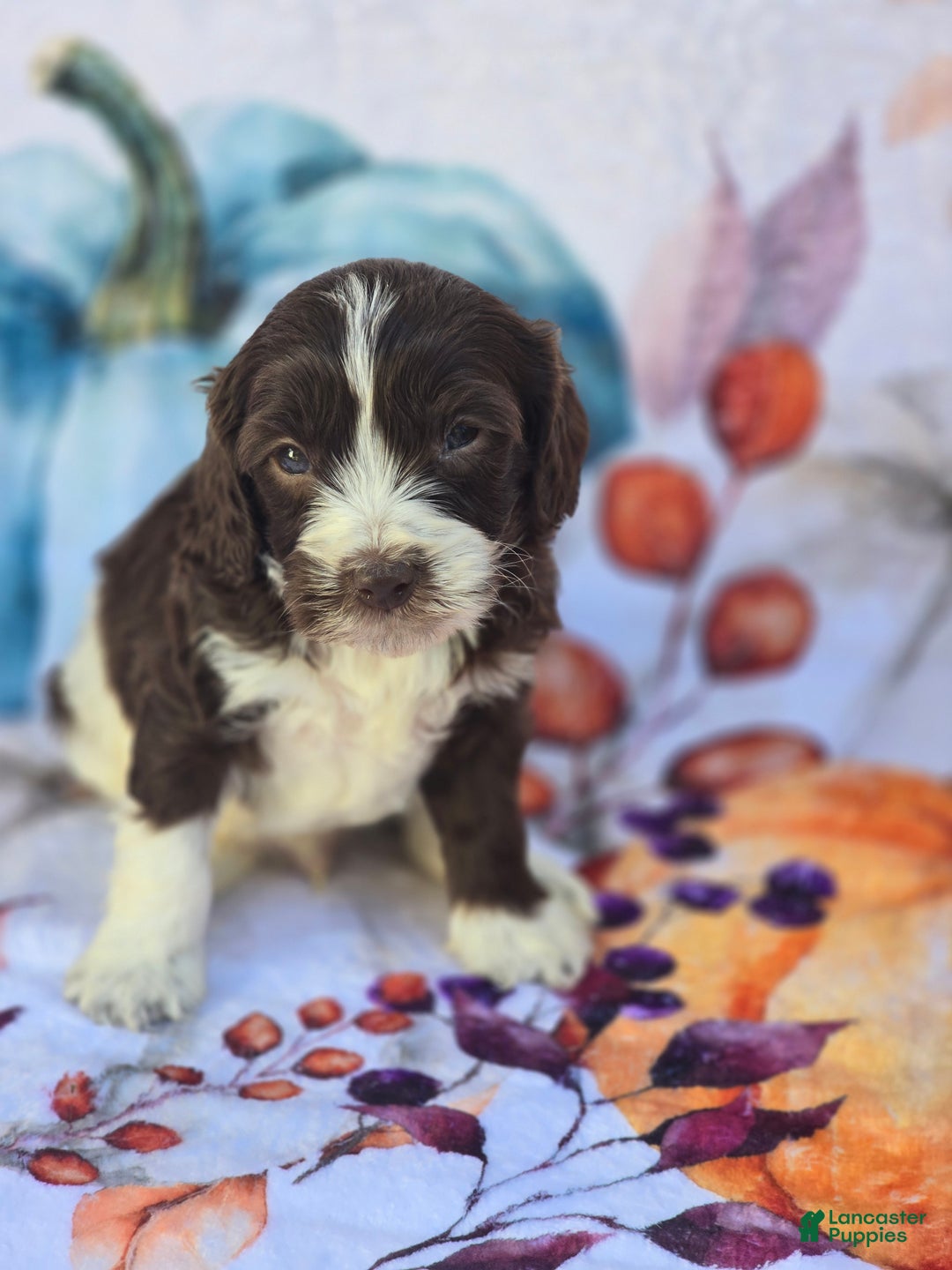 Mixed Breed dogs for sale: Prudence - Ad 11