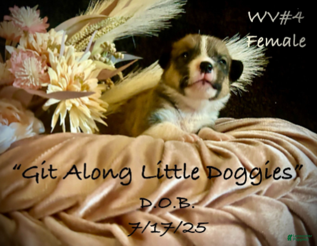 Welsh Corgi Pembroke dogs for sale: WV#4 - Ad 5