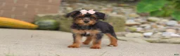 Yorkiepoo dogs for sale: Riot - Ad 7