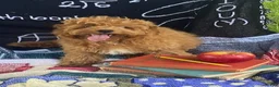 Cavapoo dogs for sale: Hector - Ad 3
