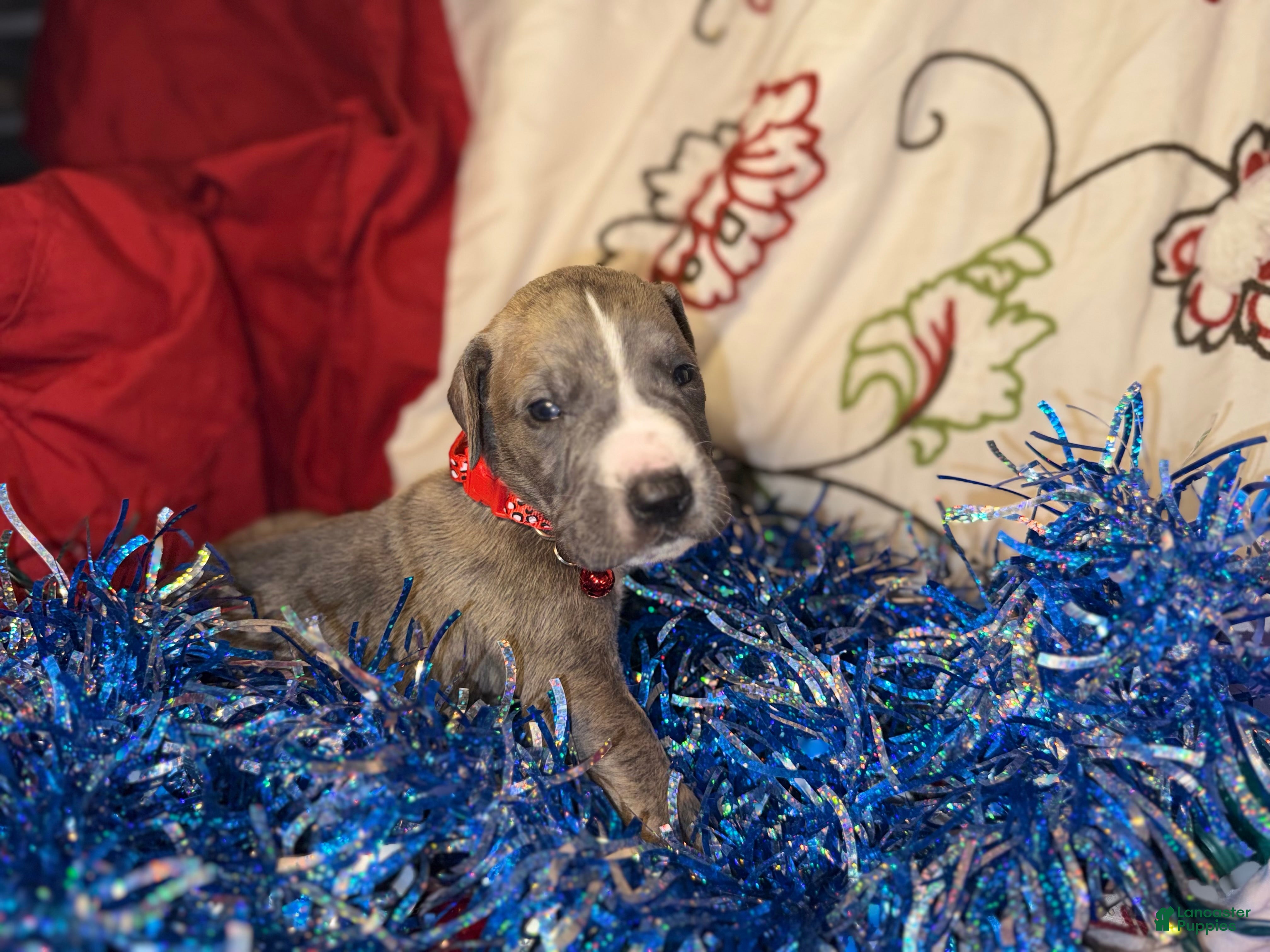 Great Dane dogs Cooper - Ad 39