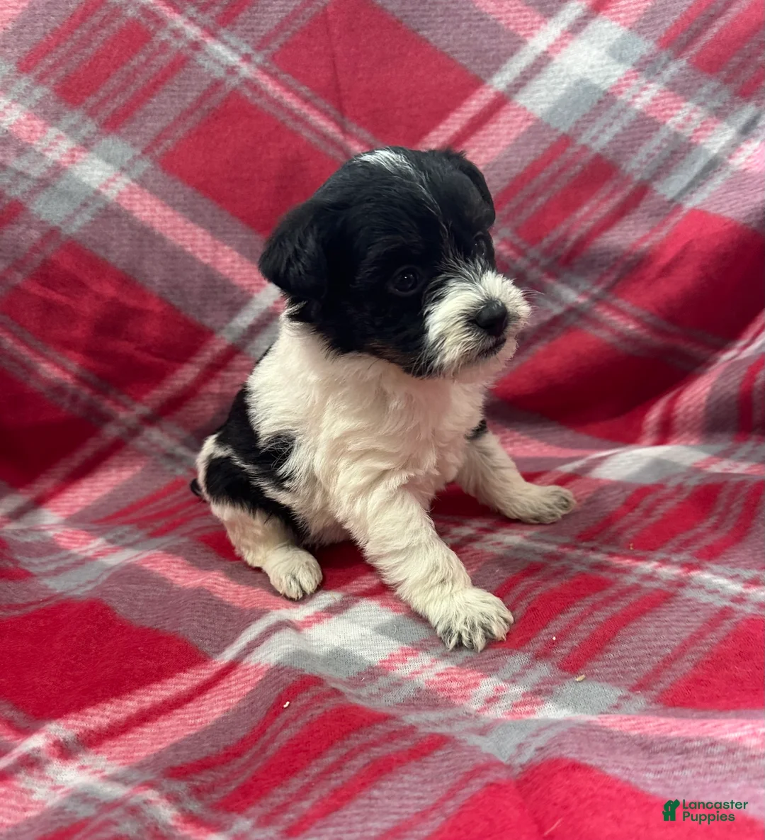 Jackapoo dogs for sale: Jackapoo Puppy 3 - Ad 1