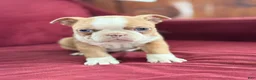 Boston Terrier dogs for sale: Beauty - Ad 11