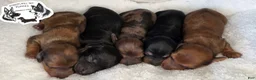 Miniature Dachshund dogs for sale: Marvin - Ad 3