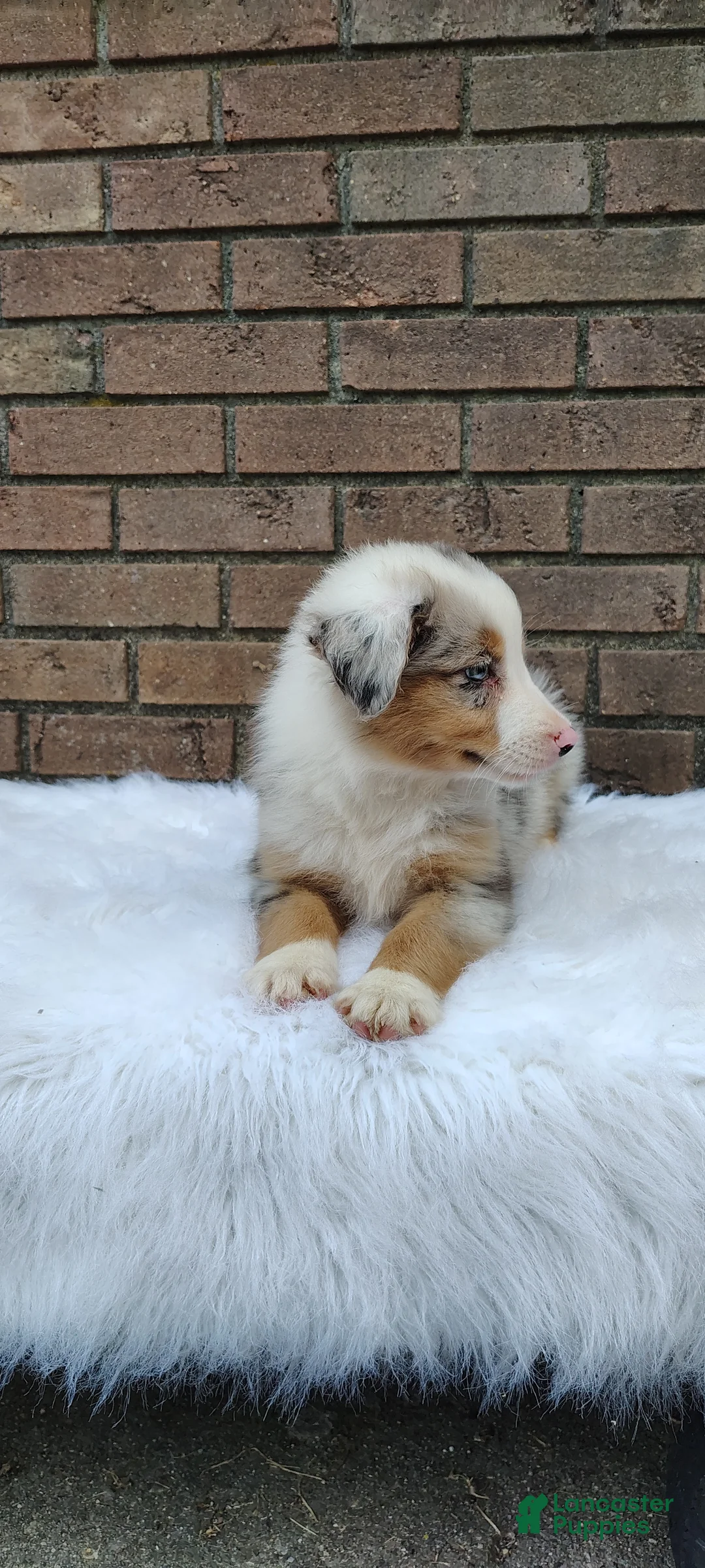 Australian Shepherd dogs for sale: Chloe - Ad 10