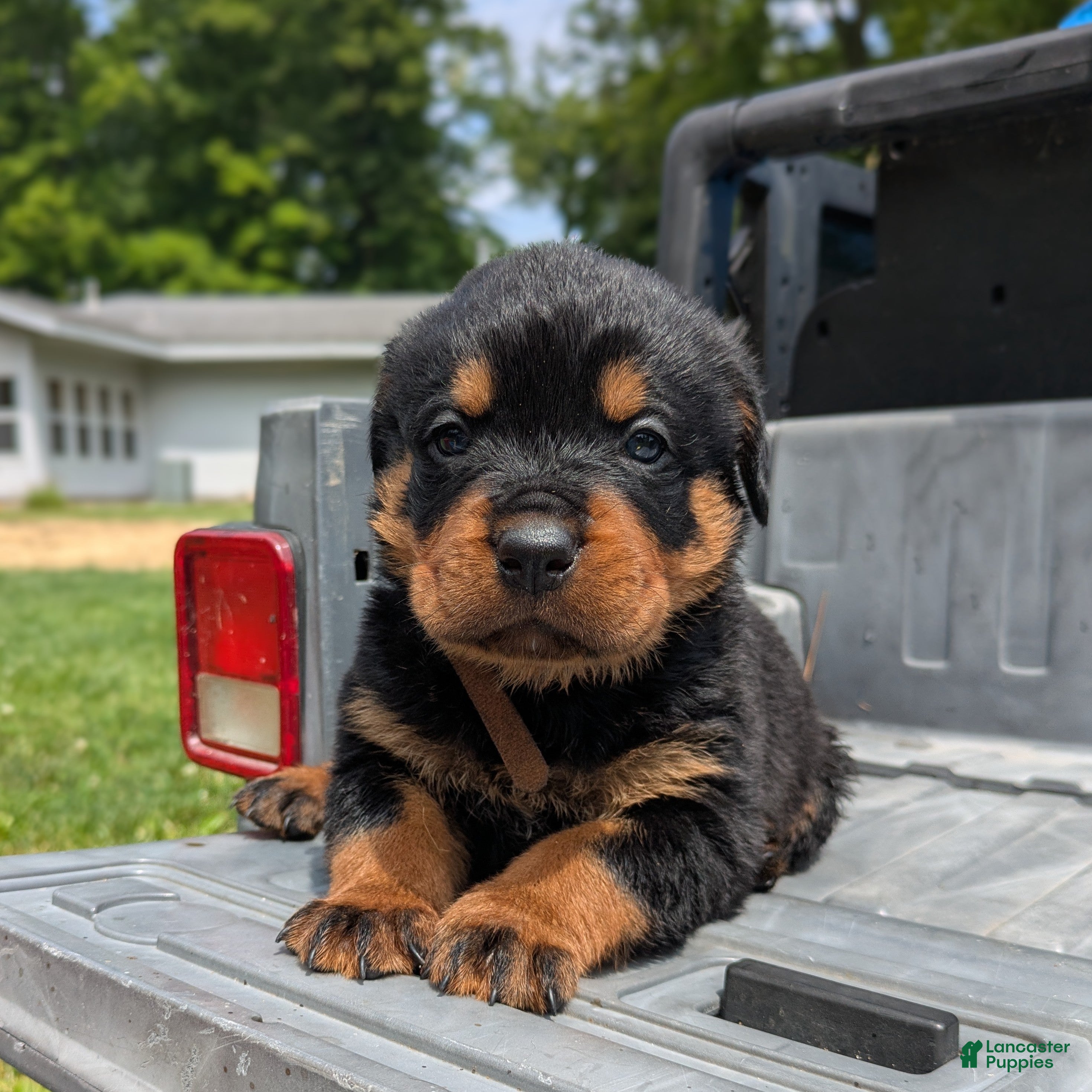 Rottweiler dogs Hemi - Ad 2