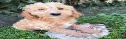 Cockapoo dogs for sale: Jace - Ad 4