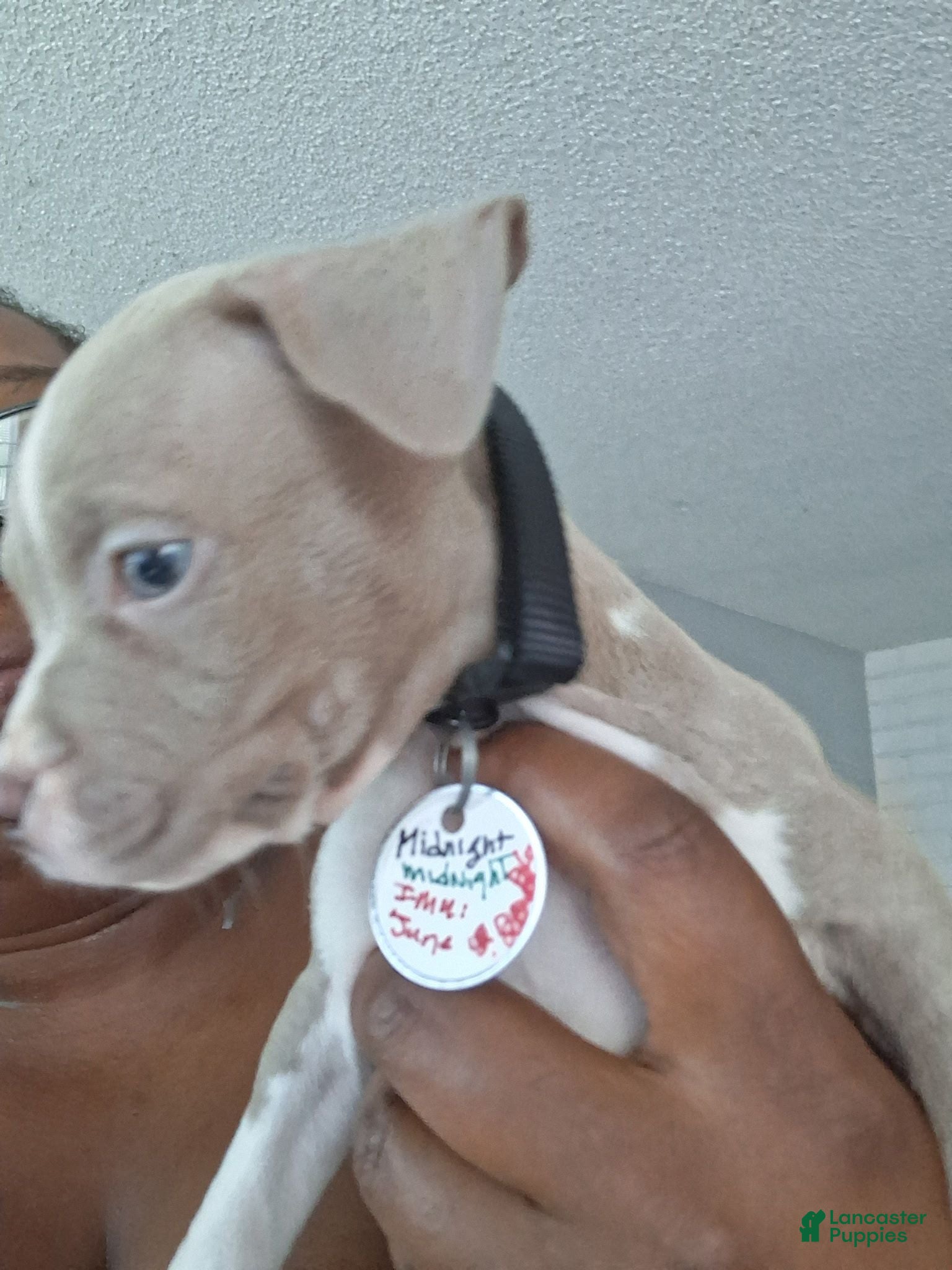 Mixed Breed dogs Midnight - Ad 24