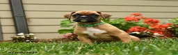 Boxer dogs for sale: Parsley - Ad 4