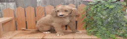 Goldendoodle dogs for sale: Shelby - Ad 6