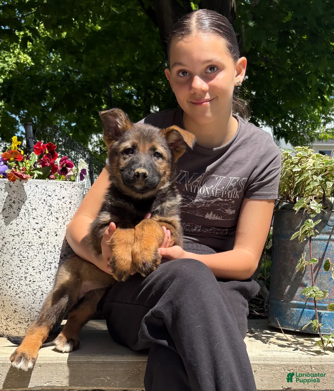 German Shepherd dogs for sale: Orbie - Ad 1