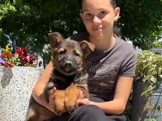 German Shepherd dogs Orbie - Ad 10