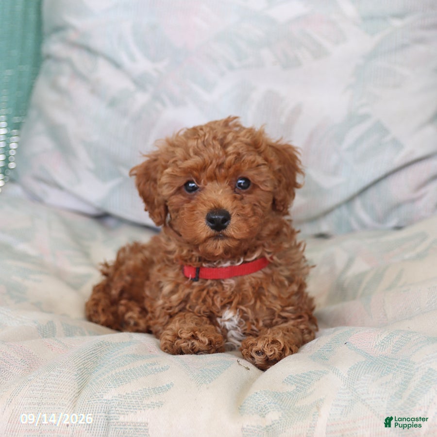 Maltipoo dogs Scout - Ad 1