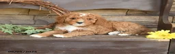 Mini Goldendoodle dogs for sale: Major - Ad 3