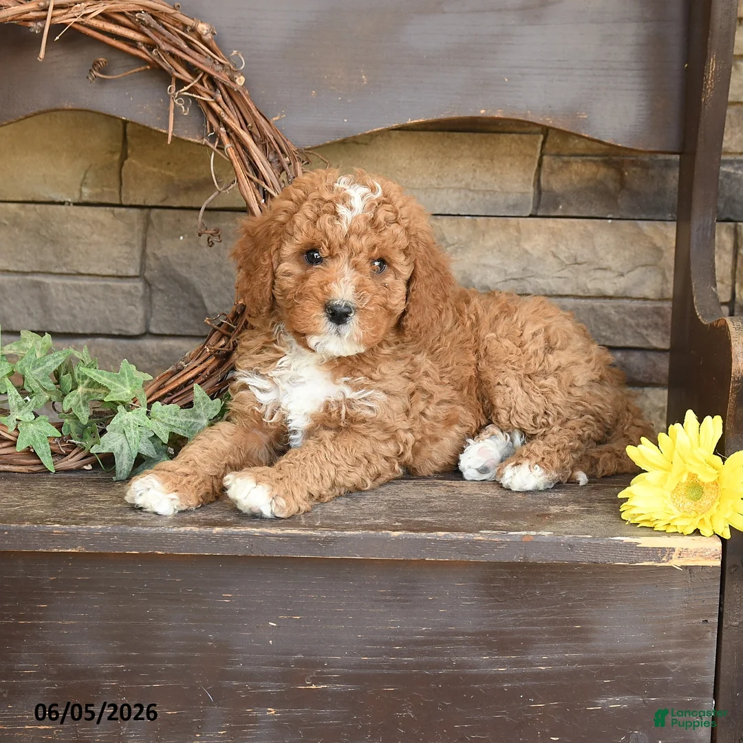Mini Goldendoodle dogs for sale: Major - Ad 3