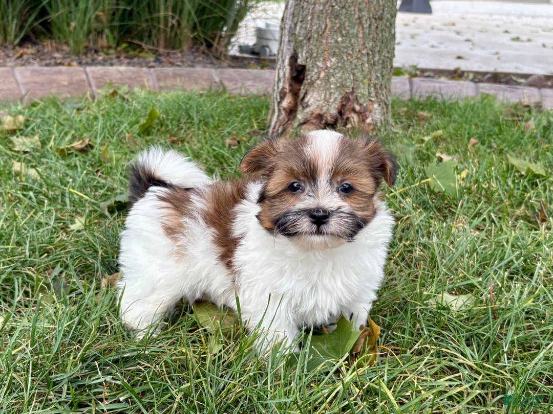 Havanese dogs for sale: Male 1 - Ad 1