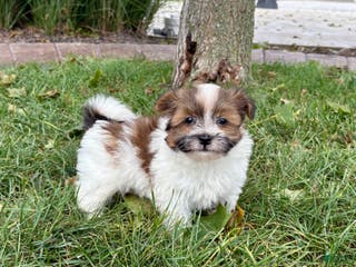 Havanese dogs Male 1 - Ad 20