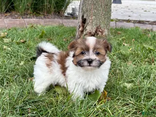 Havanese dogs Male 1 - Ad 19