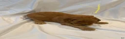 Goldendoodle dogs for sale: Goldendoodle 4 - Ad 6