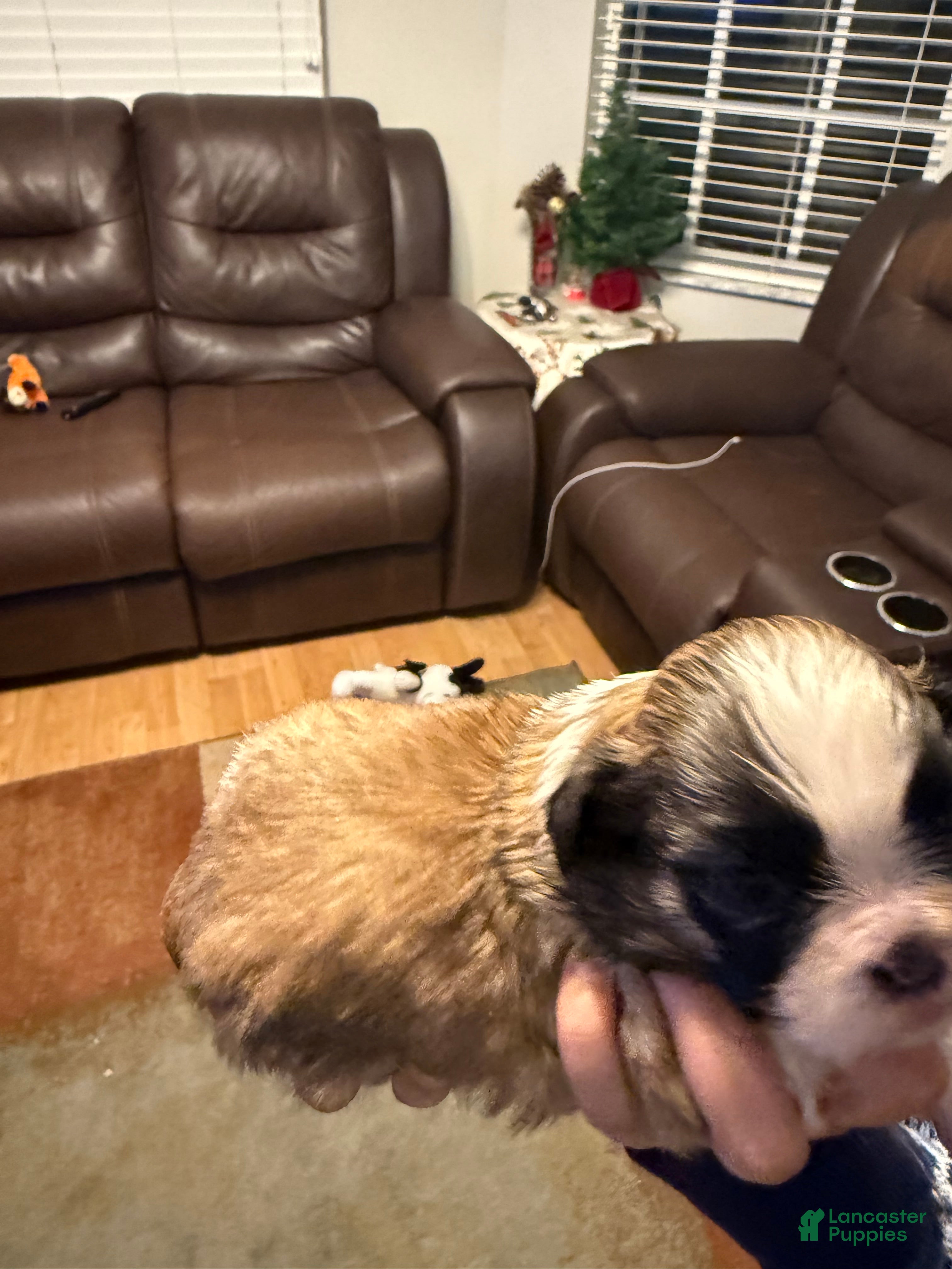 Shih Tzu dogs Shih Tzu Puppy 2 - Ad 2