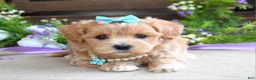 Maltipoo dogs for sale: Bella - Ad 4