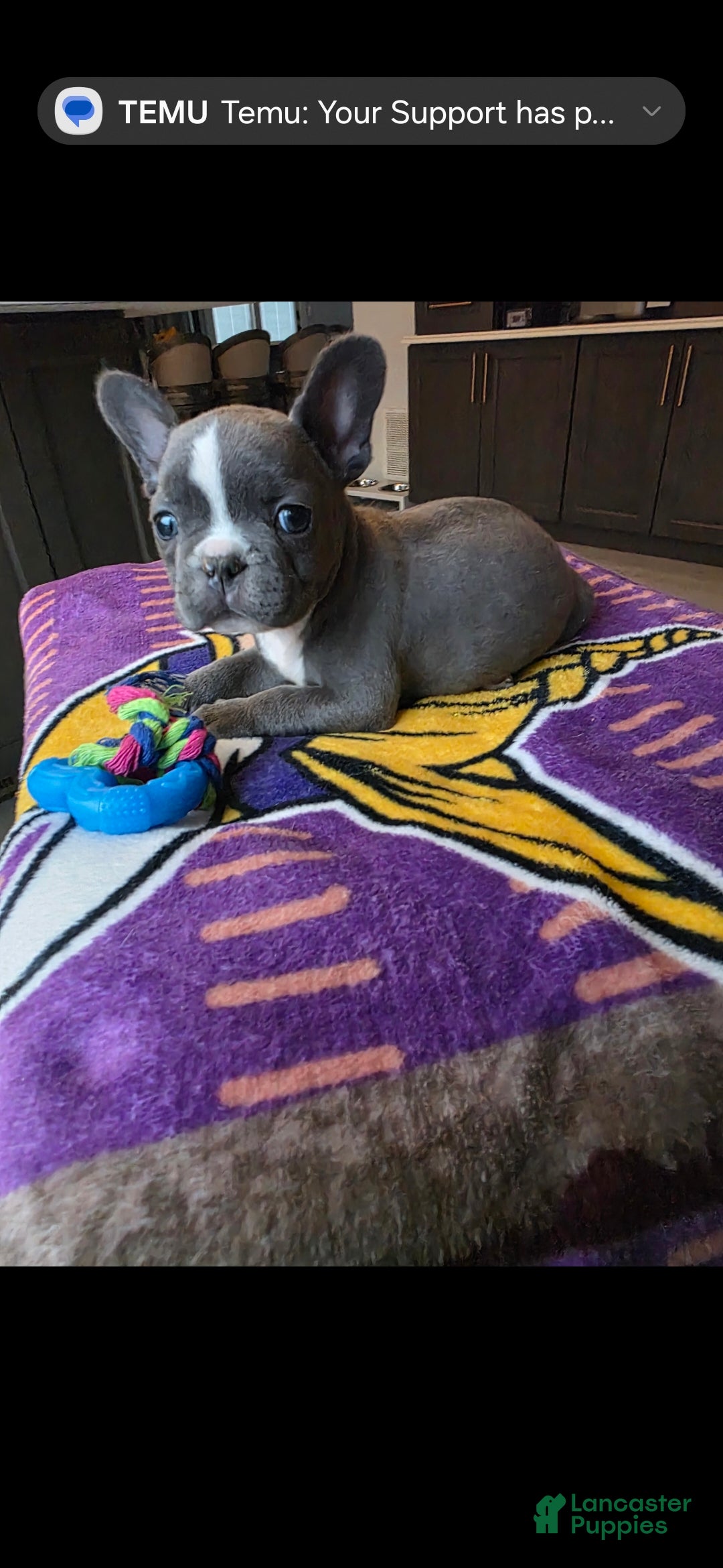 French Bulldog dogs Bluey - Ad 1