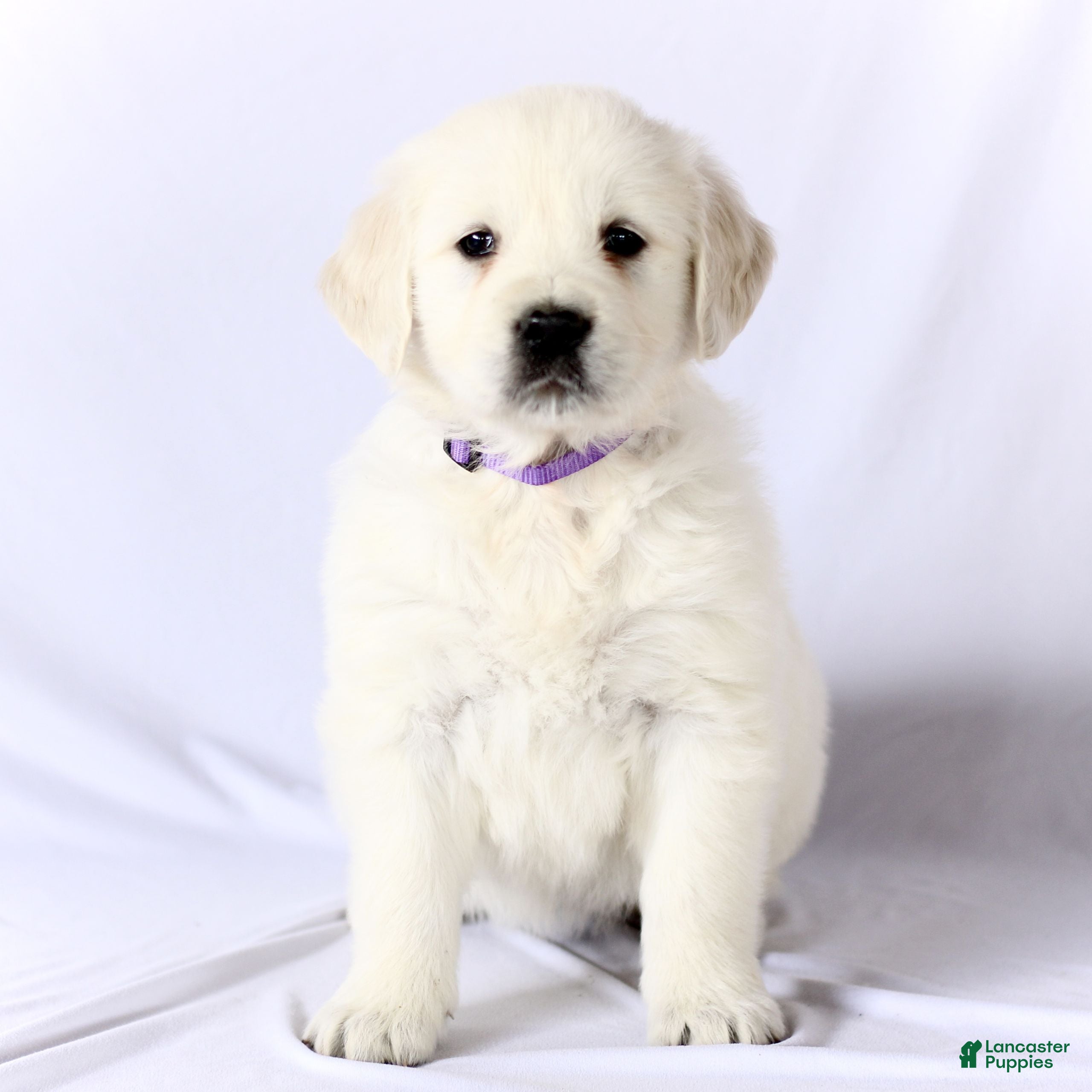 Golden Retriever dogs Sasha  - Ad 19