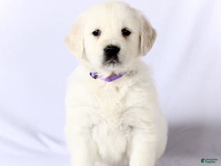 Golden Retriever dogs Sasha - Ad 33