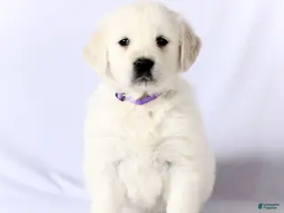 Golden Retriever dogs Sasha - Ad 14