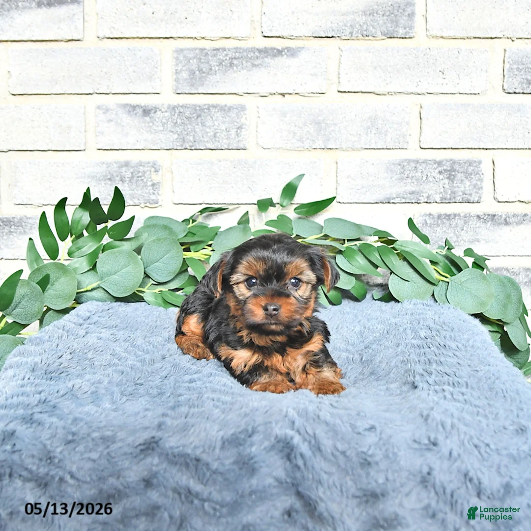 Yorkshire Terrier dogs for sale: Victor - Ad 1