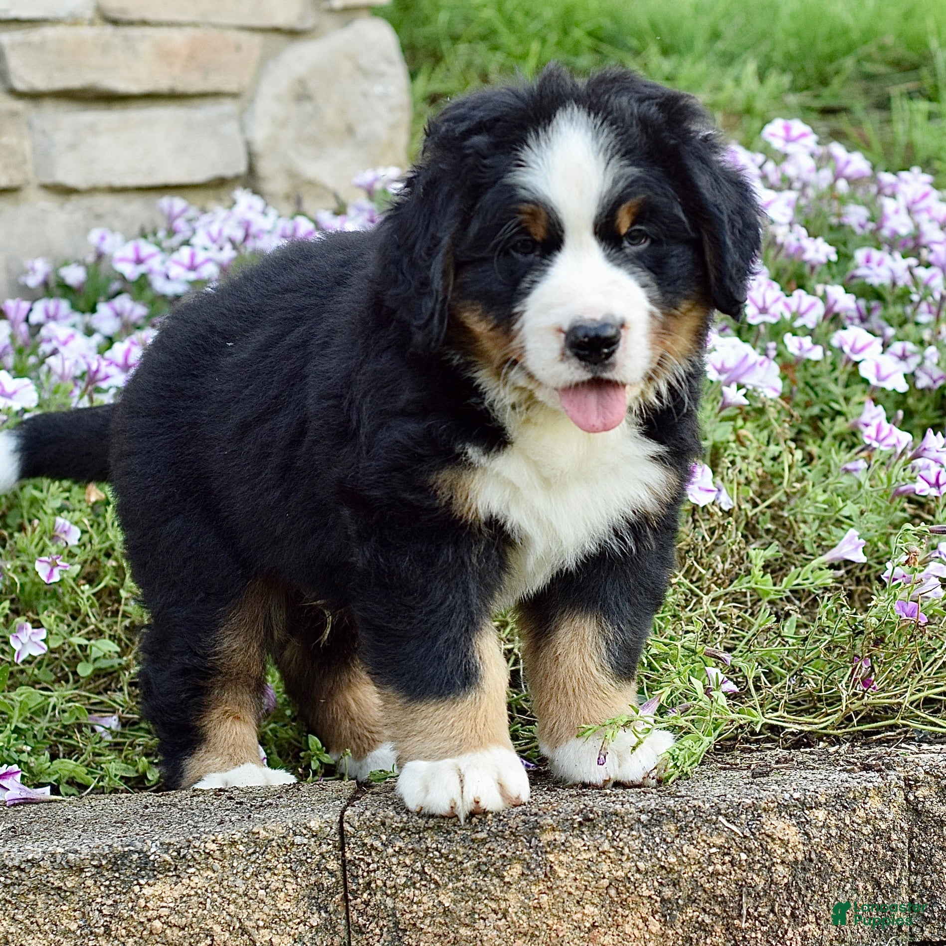 Bernese Mountain Dog dogs Mr. Barney - Ad 2