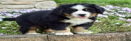 Bernese Mountain Dog dogs for sale: Mr. Barney - Ad 2